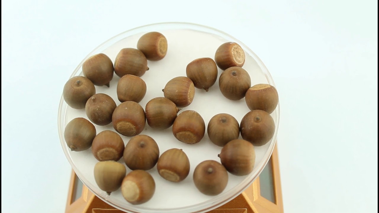 Семена дуба черепитчатого / Quercus imbricaria, ТМ OGOROD