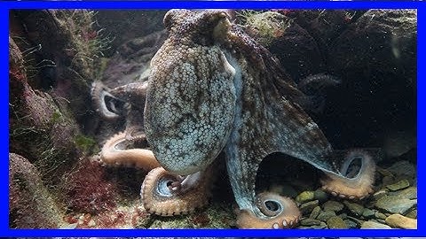 Breaking News | Researchers develop 3d morphing material inspired by cephalopods