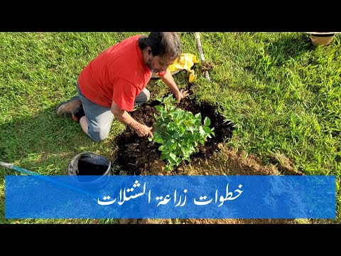 فيديو: الكحلبي: زراعة الشتلات والعناية بها