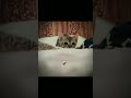 Gatito Scream☠️ #futebol #edit #cr7 #football @valentynosangari6317 te fuiste?