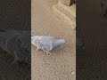 벌크업 비둘기(feat. 방앗간 앞)  #pigeon  #비둘기