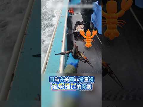 放生大龙虾的理由竟然是这样