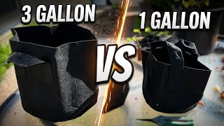GreatBuddy Grow Bags Review: 1 vs 3 Gallon Fabric Mesh Pot Size Comparison