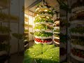 Hydroponics #whowillbemylifepartnerta #lifeisbutadream