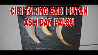 Download lagu CIRI TARING BABI HUTAN ASLI DAN PALSU #taringbabihutan