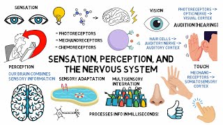 Sensation, Perception, and the Nervous System