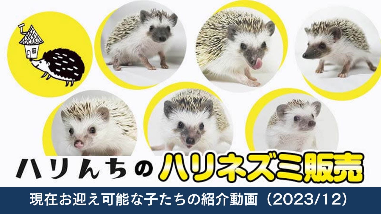 これまで販売したハリネズミの記録 | ハリんち