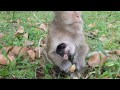 Life of monkey - (Ep34),