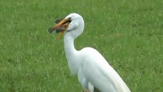 Wading Birds and Their Hunting Styles (Stealth vs. Feel);  Herons, Egrets, Ibis, Storks and Cranes