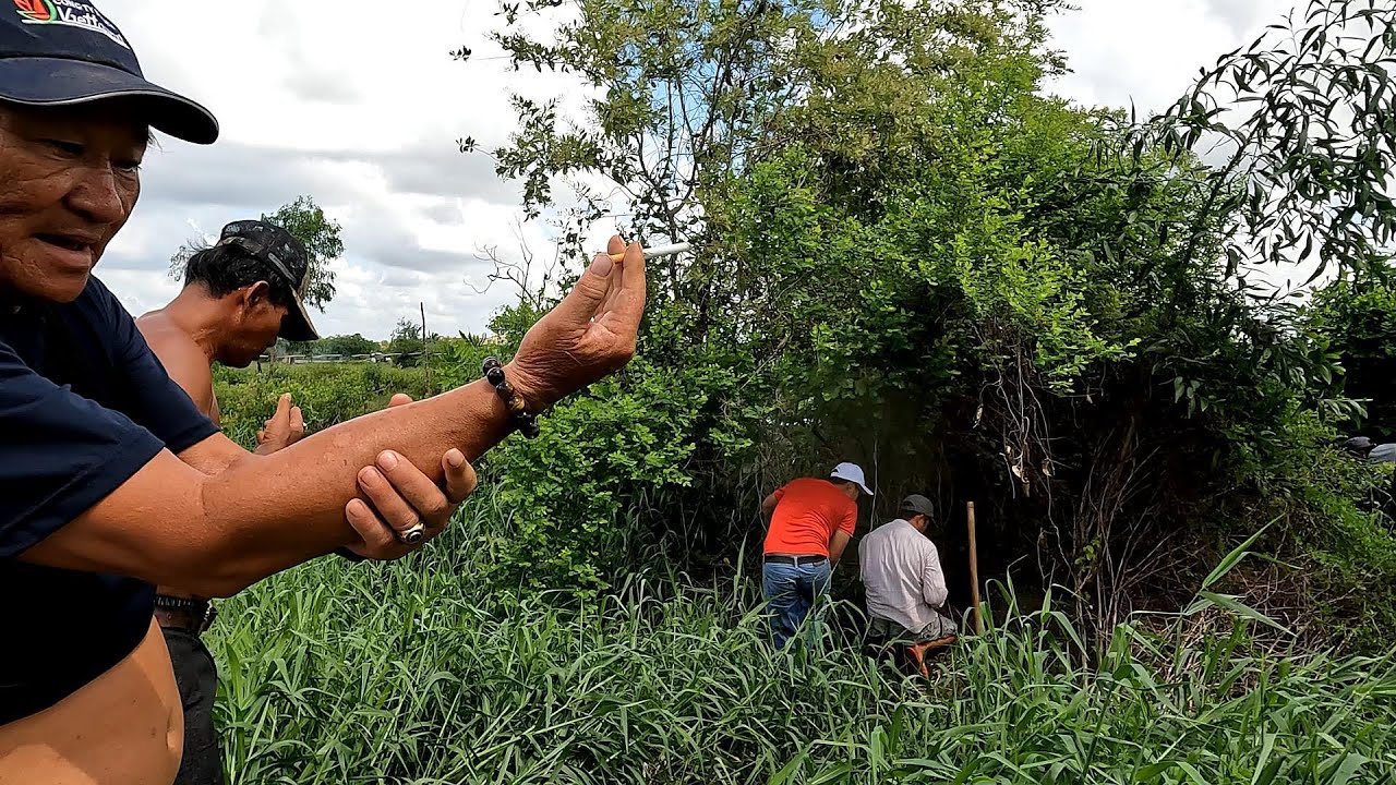 Ông Lão 70 Tuổi Xanh Mặt Khi  Phát Hiện Thủ Phạm Ăn Cắp Nhiều Trứng Gà Cùng Gà Con| Mười Thương SB