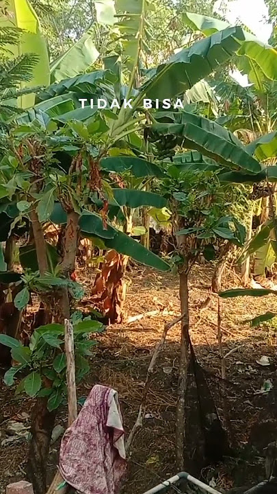 tidak bisa tidak bisa full acara...