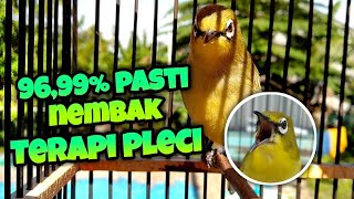 TERAPI PLECI NEMBAK BUKA PARUH