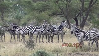 Oromo Instrumental Music - Yaabelloo