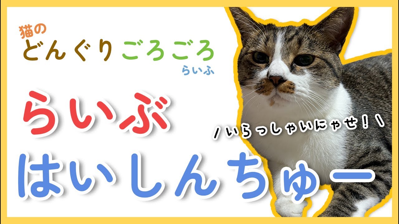猫のどんぐりとママがにぼにぼ配信中！ - YouTube