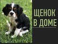 Кавалер Кинг Чарльз Спаниель , Первый месяц с нами , Флафи и щенок