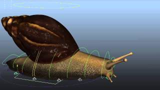 The snail Breakdowns ( 3D Animated shot )
