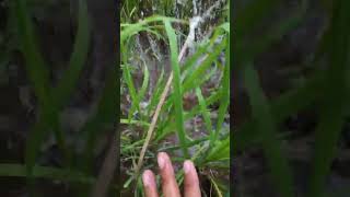 Fishing with a spear in the rice fields is amazing