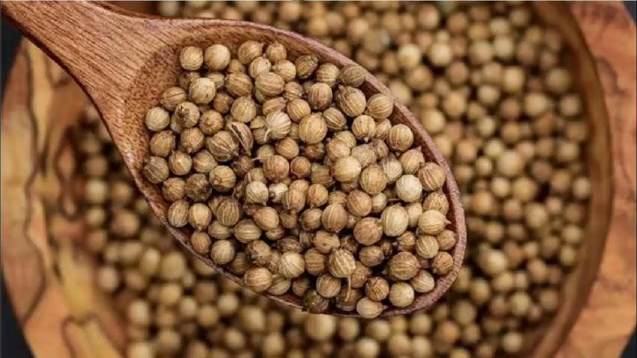 Source Coriander seeds - Coriandrum sativum on m.alibaba.com