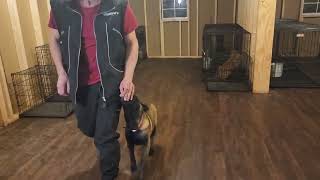5 Month Old Belgain Malinois Puppy 'FULL METAL ZELDA' Building a Focused Heel And Basic Obedience