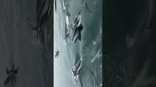 イルカの歓迎 - YouTube