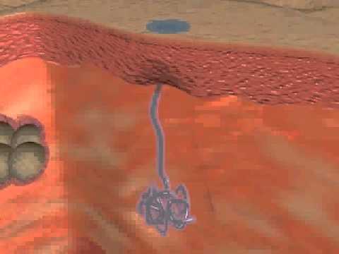 الغدد العرقية