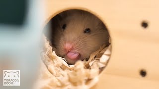 ポポコのあくび。【ゴールデンハムスター】/Hamster POPOCO's yawning.