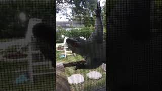 Screen Licking Squirrel is back.