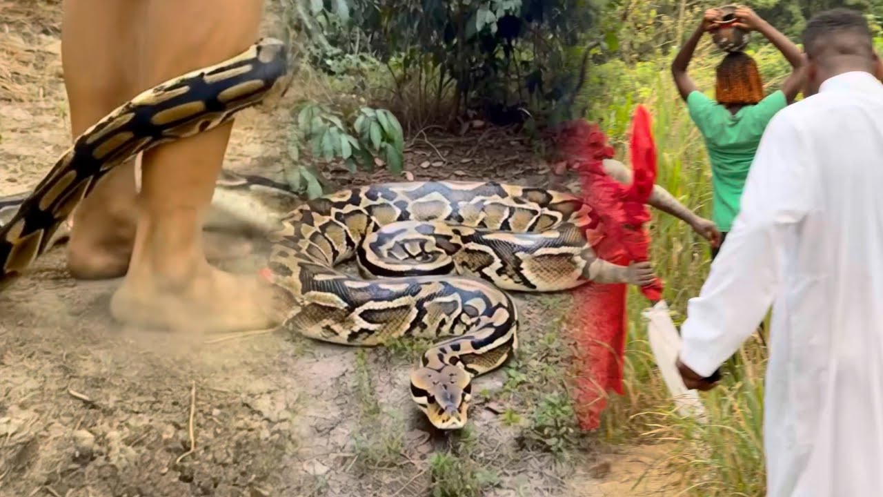 Snake attack apostle fabulous and his theme on the mission chasing kidnappers, God help them 