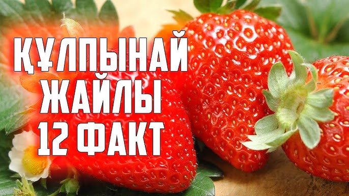 Клитордың үлкен ұзындығы