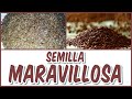 UNA SEMILLA MARAVILLOSA