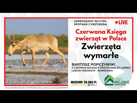 Wideo: Czerwona Księga Zwierząt. Najrzadsze zwierzęta w Rosji