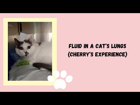 Fluid in a Cat&rsquo;s Lungs (Cherry&rsquo;s Experience)