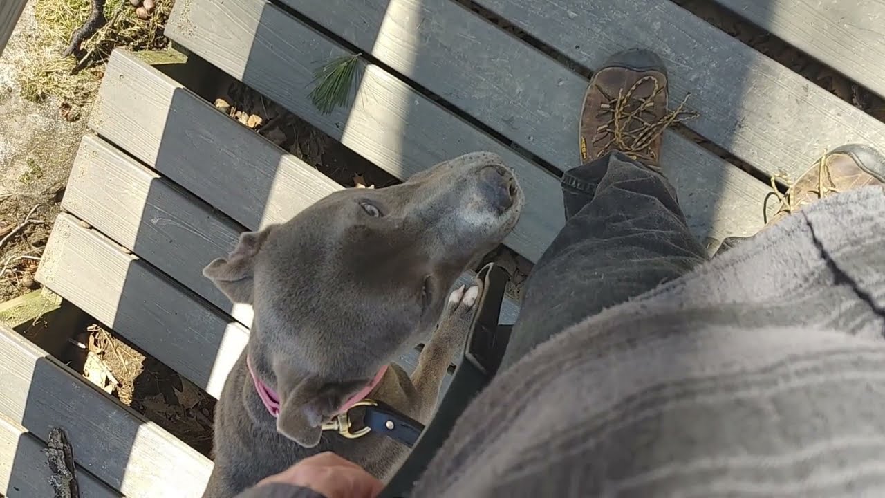 blue collar k9 training