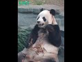 Panda Fei Yun’s Joyful Bamboo Feast