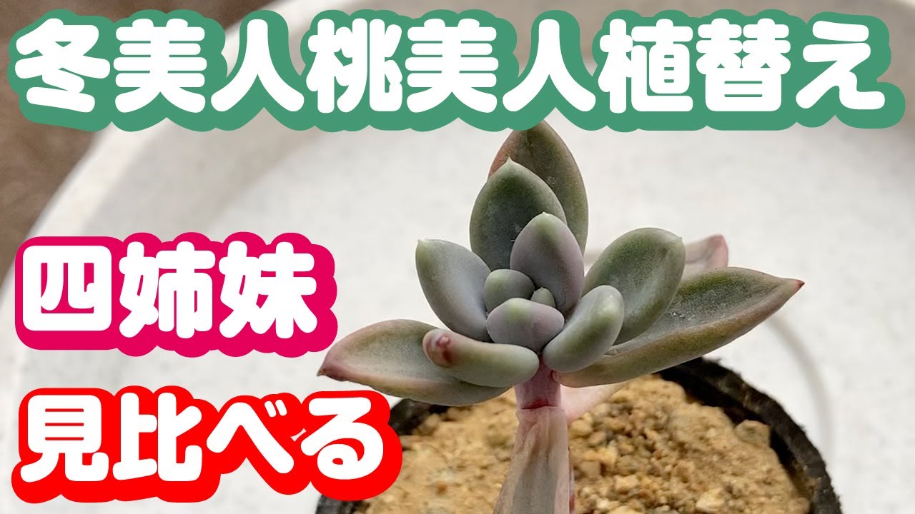 冬美人と桃美人を植え替えて美人4姉妹を見比べてみましょう - YouTube