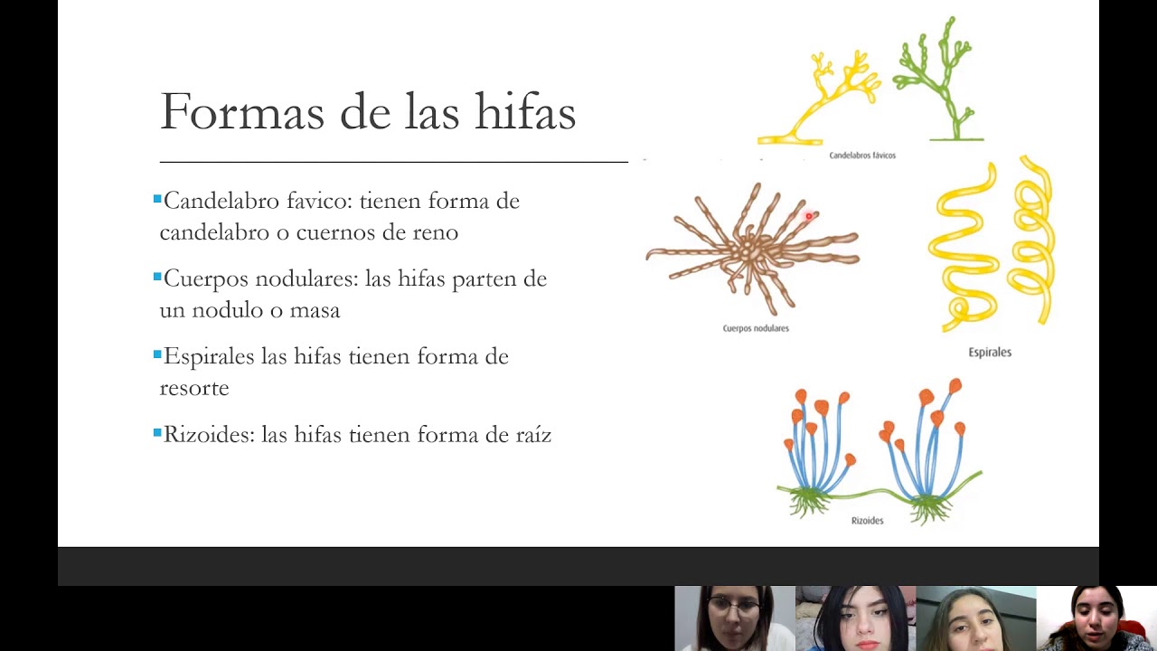 Introducción a la micología - YouTube