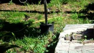More boids