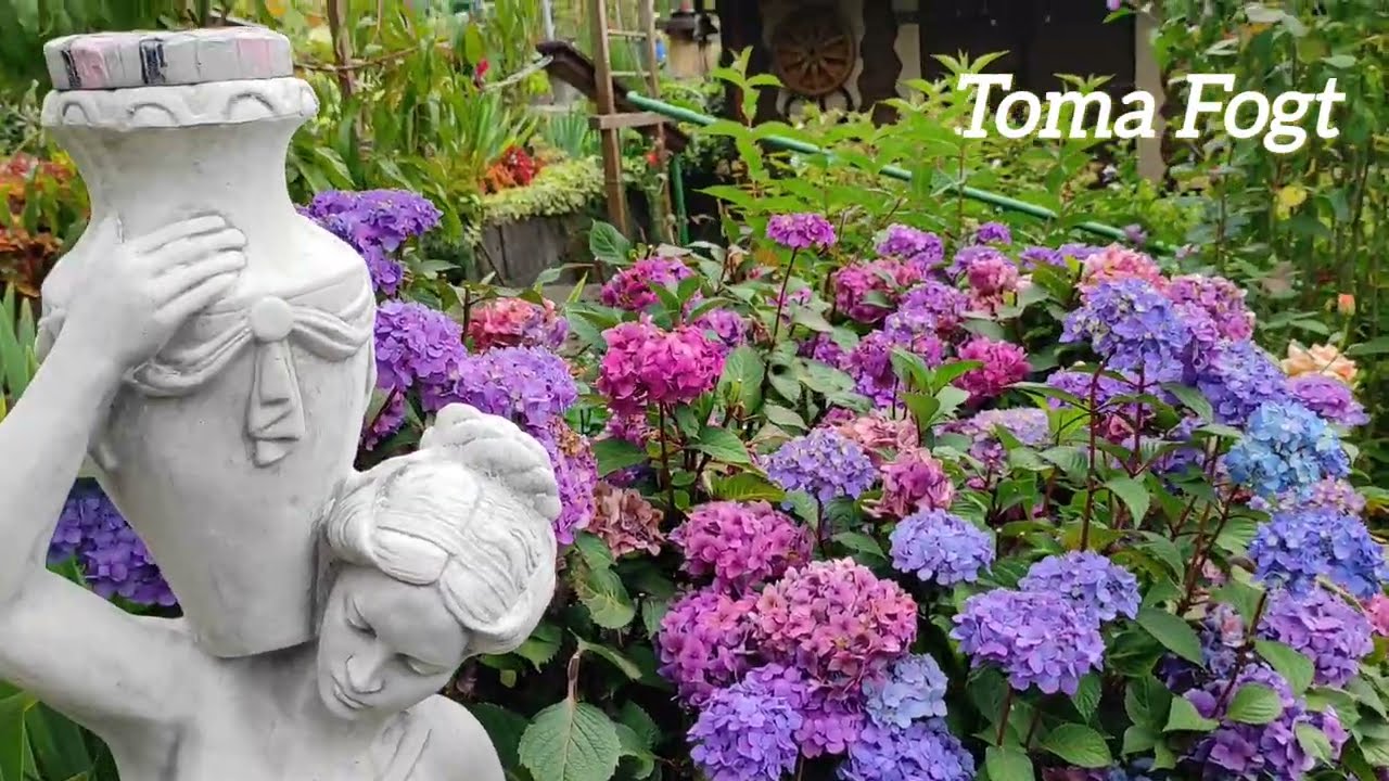 Обзор дачи в Германии.20 августа 2025 года.Срезаем яблоню и садим дерево инжира. 