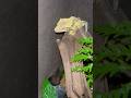【ビバリウム】自然環境で飼育するクレステッドゲッコー Crested Gecko in vivarium