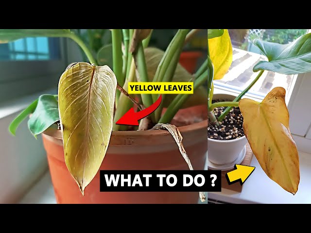 Fix yellow leaves on Philodendron - YouTube