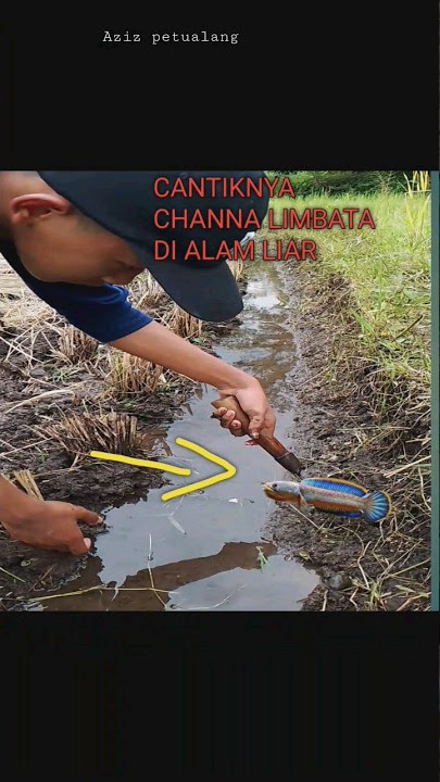 BONGKAR SARANG CHANNA LIMBATA  DI SAWAH #shorts