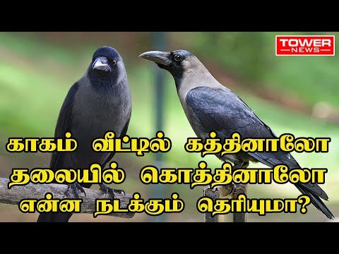 காகம் வீட்டில் கத்தினாலோ தலையில் கொத்தினாலோ என்ன நடக்கும் தெரியுமா? | crow cawing spiritual meaning