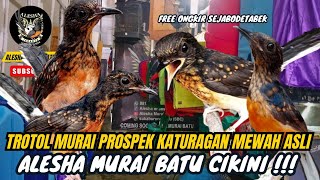 Download Lagu TROTOL MURAI BATU PROSPEK KATURAGAN MEWAH READY DI ALESHA MURAI CIKINI JAKARTA PUSAT MP3