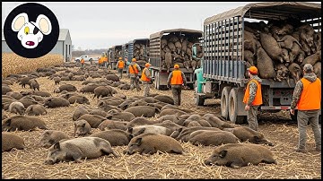 Unbelievable Tactics: How Texas Farmers Trap Millions of Wild Boars – You Won’t Believe This Method