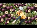 Harvesting 1000+ Star apple fruit from the garden Goes To Sell At Village Market | Hà Rural Life