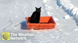 Cat toboggans down a hill, what more do you need