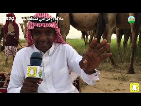 مالك الإبل الأوارك في جازان في شرح عن العوادي والسواحل خالد بن حسن العبدلي 1442 2 6