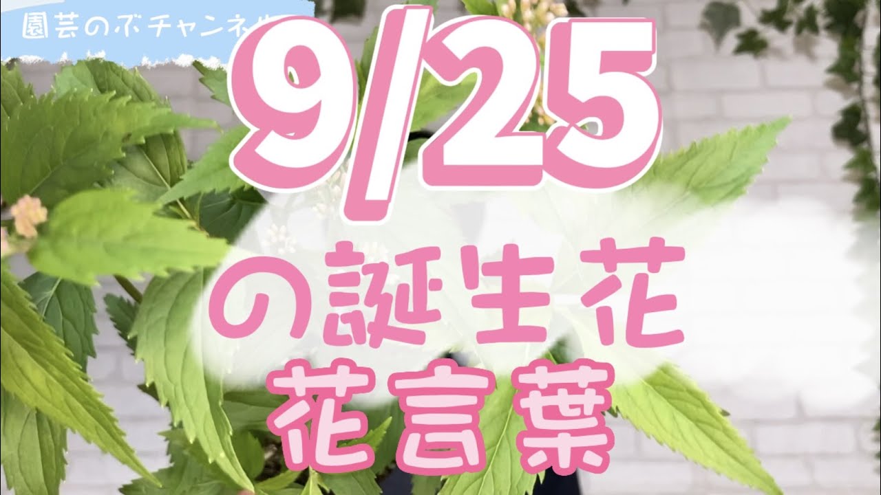 September 25th Birth Flower and Meaning【Nobu Gardening Channel