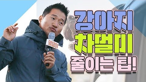 강아지 차멀미 줄이는 팁｜2019 댕댕이페스티벌