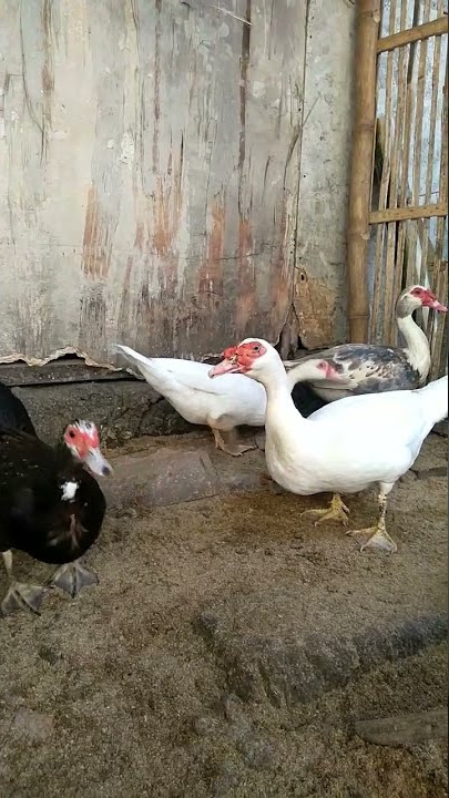 Tanda tanda bebek mentok mau kawin #entok#entokkawin  #entokrambon #entokjumbo